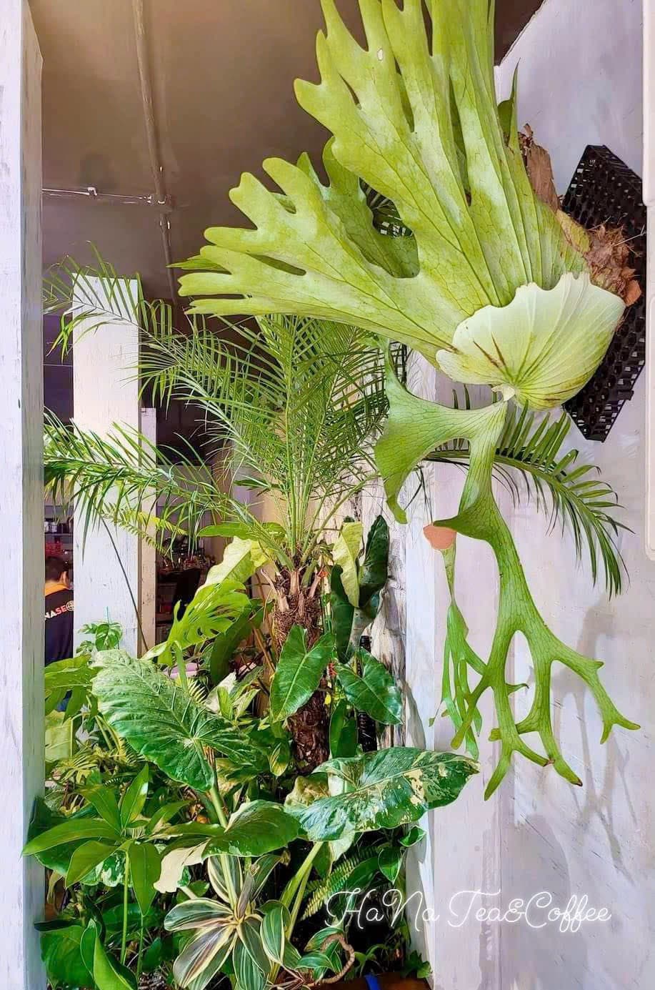 MẶT BẰNG LÊ THÁNH TÔN SẴN QUÁN CAFE NGANG GẦN 10M - Ảnh 3