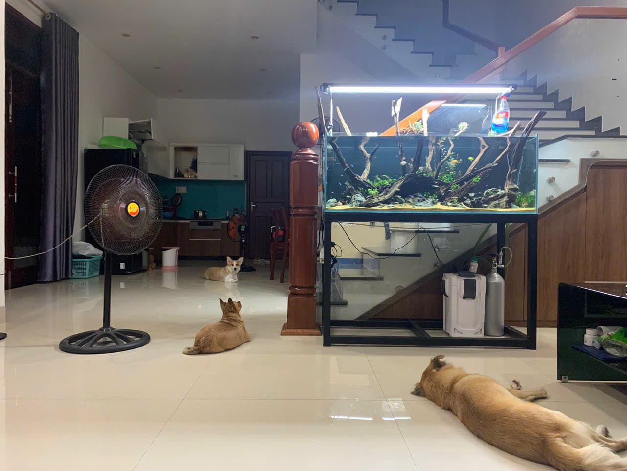 Nhà lô góc 2 mặt tiền Phước Tường 6, Cẩm Lệ, phù hợp để ở và kinh doanh - Ảnh 7