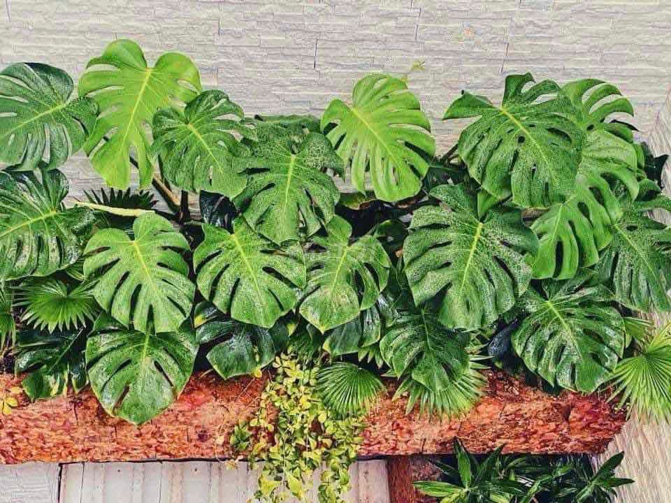 Biệt thự 3 tầng có sân vườn xanh mát tại Phú Lộc 1, phù hợp để ở hoặc làm văn phòng - Ảnh 4